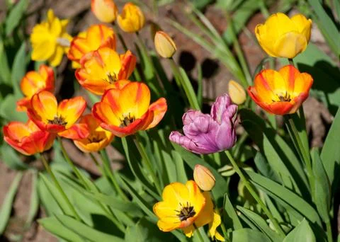 Tulips Foto stock