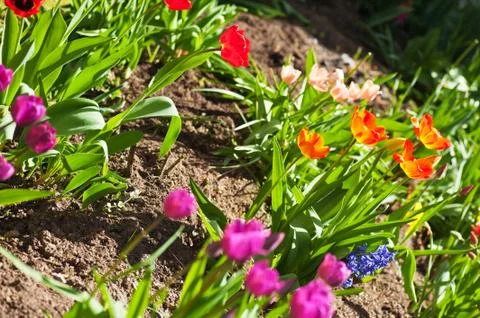 Tulips Stock Photos