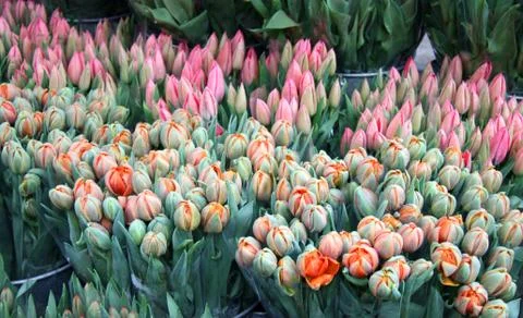 Tulips. Stock Photos