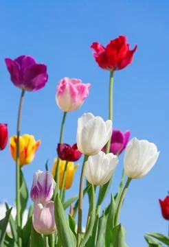 Tulips 스톡 사진