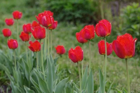 Tulips 스톡 사진