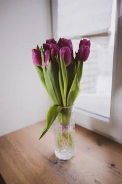 Tulips Stock Photos