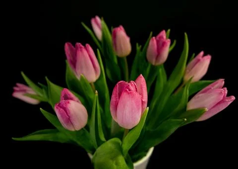 Tulips Stock Photos