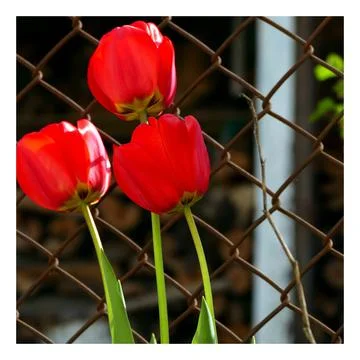 Tulips Stock Photos