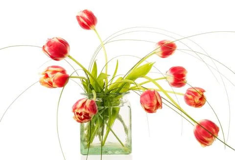 Tulips Stock Photos