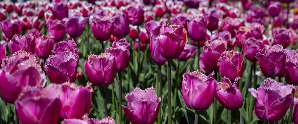 Tulips Stock Photos