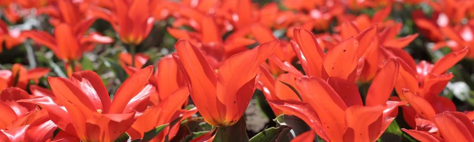 Tulips Stock Photos