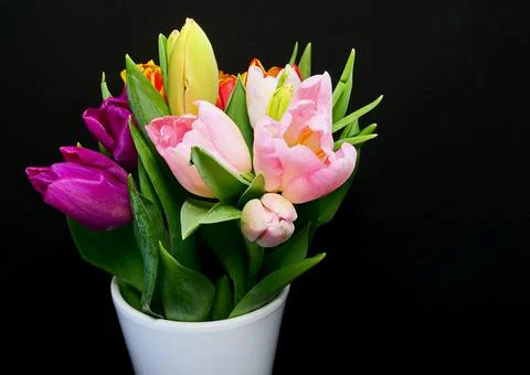 Tulips 스톡 사진