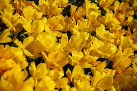 Tulips Stock Photos