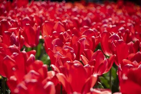Tulips Stock Photos