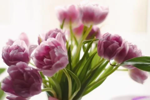 Tulips Stock Photos