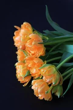 Tulips Stock Photos