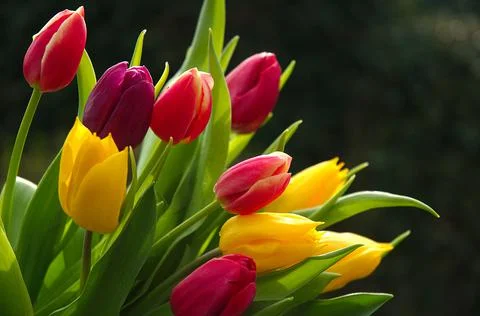 Tulips Stock Photos