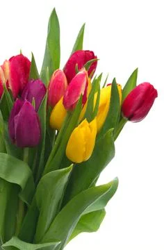 Tulips Stock Photos