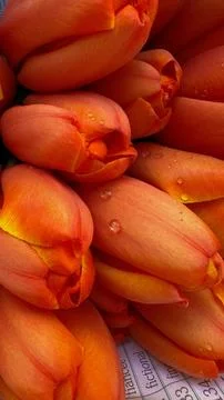 Tulips Stock Photos