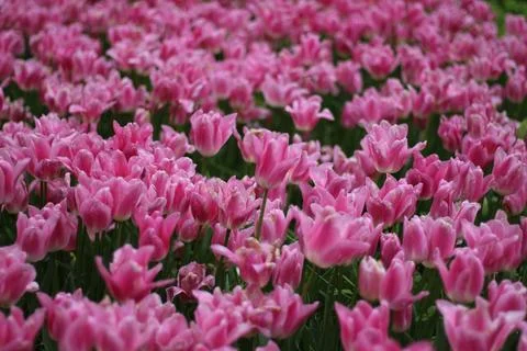 Tulips Stockfoto's
