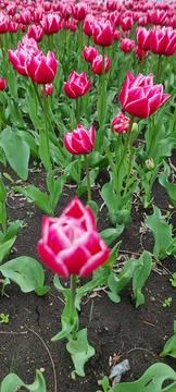 Tulips Stock Photos