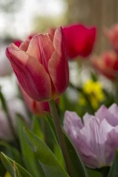 Tulips Stock Photos