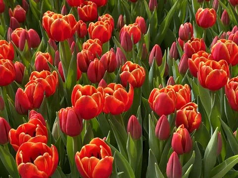 Tulips Stock Photos