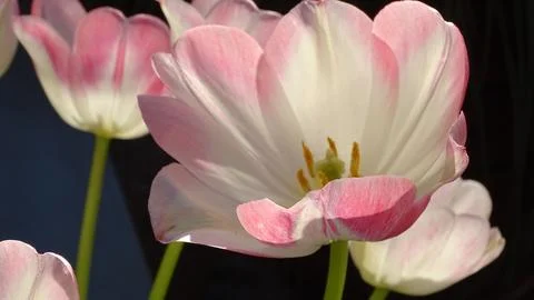 Tulips Fotos de archivo