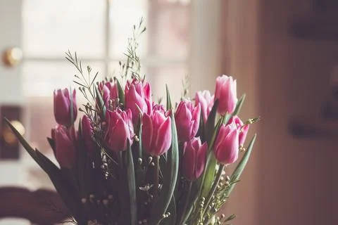 Tulips Stock Photos