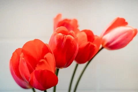 Tulips Stock Photos