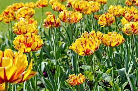 Tulips Stock Photos