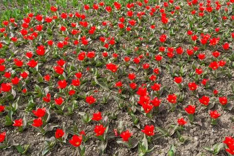 Tulips Stock Photos