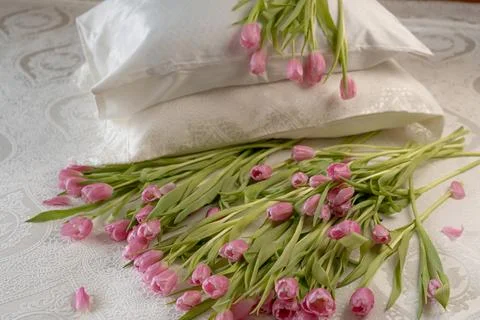 Tulips 库存照片