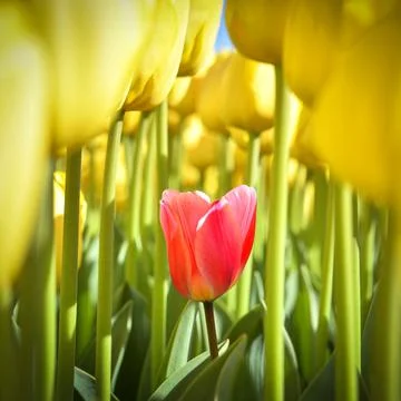 Tulips 写真素材