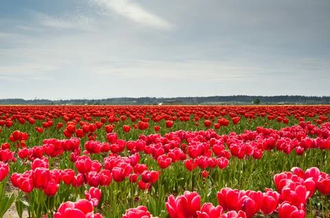 Tulips Stock Photos