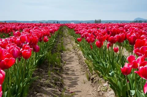 Tulips Stock Photos