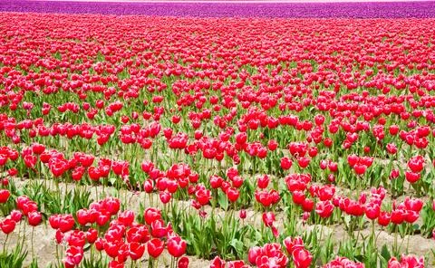 Tulips Фото
