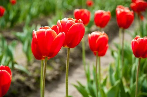 Tulips Stock Photos