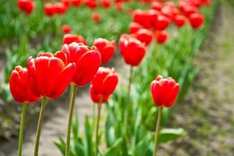 Tulips Stockfoto's