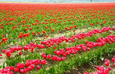 Tulips Stock Photos