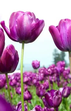 Tulips 库存照片