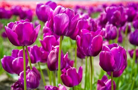 Tulips Stock Photos