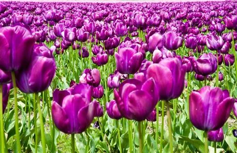 Tulips Фото