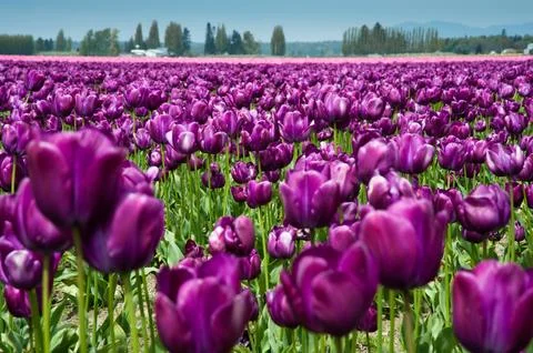 Tulips Stock Photos