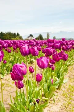Tulips 库存照片