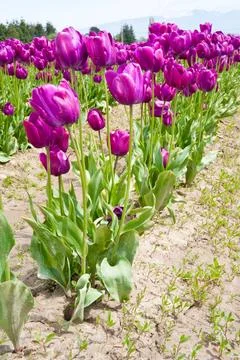 Tulips Stock Photos