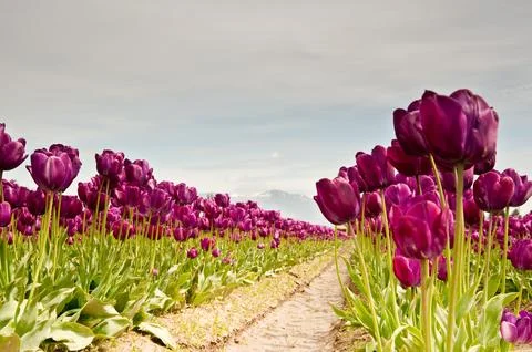 Tulips 库存照片