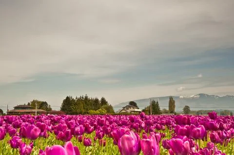 Tulips Stock Photos