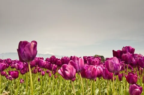 Tulips Stock Photos