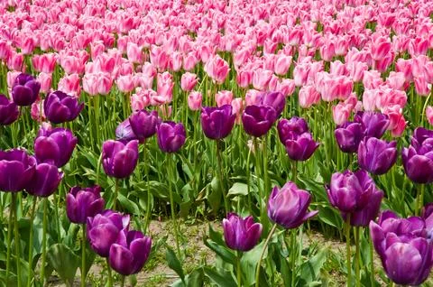 Tulips Stock Photos