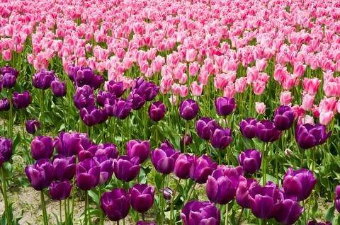Tulips Foto stock