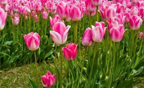 Tulips Stock Photos