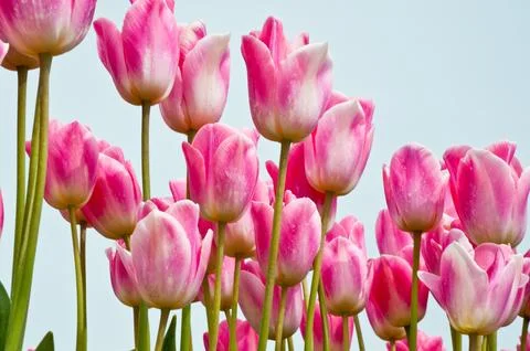 Tulips Stock Photos