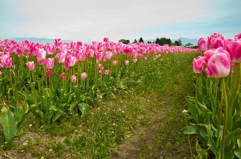 Tulips Stock Photos